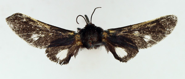 /filer/webapps/moths/media/images/S/specularis_Zarachella_AM_TMSA.jpg