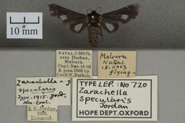 /filer/webapps/moths/media/images/S/specularis_Zarachella_HTF_OUMNHa_01.jpg