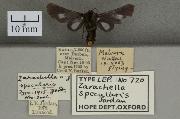 /filer/webapps/moths/media/images/S/specularis_Zarachella_HTF_OUMNHb_01.jpg