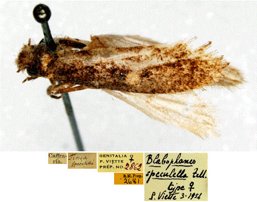 /filer/webapps/moths/media/images/S/speculella_Tinea_LT_SNHMa.jpg