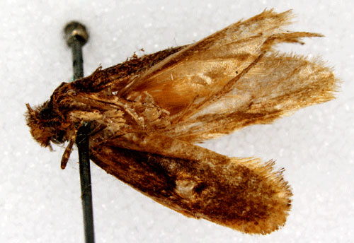 /filer/webapps/moths/media/images/S/speculella_Tinea_LT_SNHMb.jpg