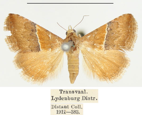 /filer/webapps/moths/media/images/S/sperans_Eublemma_A_BMNH.jpg