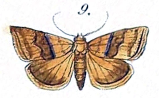 /filer/webapps/moths/media/images/S/sperans_Thalpochares_HT_Felder_1875_108-9.jpg