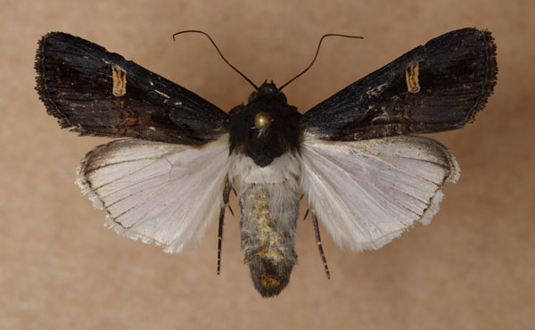 /filer/webapps/moths/media/images/S/speyeri_Brithysana_A_Butler.jpg