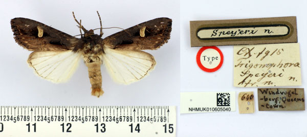 /filer/webapps/moths/media/images/S/speyeri_Trigonophora_HT_BMNH.jpg