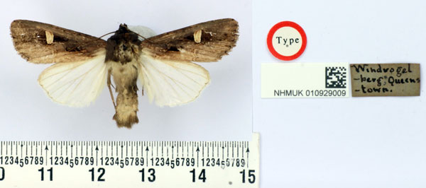 /filer/webapps/moths/media/images/S/speyeri_Trigonophora_PT_BMNH.jpg
