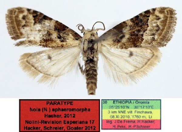 /filer/webapps/moths/media/images/S/sphaeromorpha_Nola_PT_Aulombard.jpg