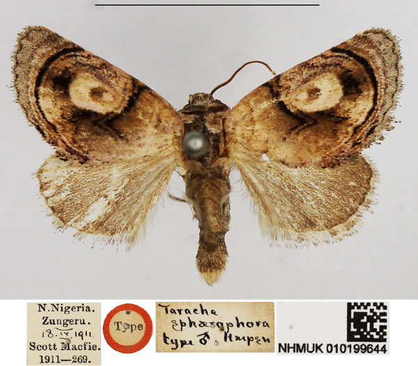 /filer/webapps/moths/media/images/S/sphaerophora_Tarache_HT_NHMUK.jpg