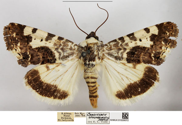 /filer/webapps/moths/media/images/S/sphendonistis_Acontia_AM_NHMUK.jpg