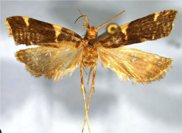 /filer/webapps/moths/media/images/S/sphenosa_Torodora_HT_MNHN.jpg