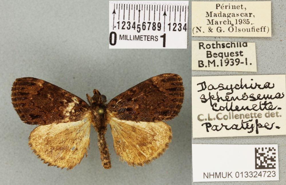 /filer/webapps/moths/media/images/S/sphenosema_Dasychira_PTM_BMNHa.jpg