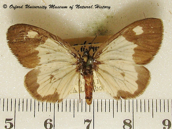 /filer/webapps/moths/media/images/S/sphingifacies_Geodena_A_OUMNH.jpg