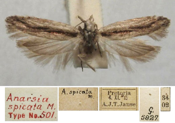 /filer/webapps/moths/media/images/S/spicata_Anarsia_HT_TMSA.jpg