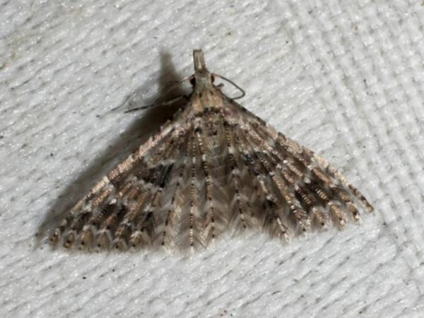 /filer/webapps/moths/media/images/S/spicifera_Alucita_A_Liebenberg.jpg