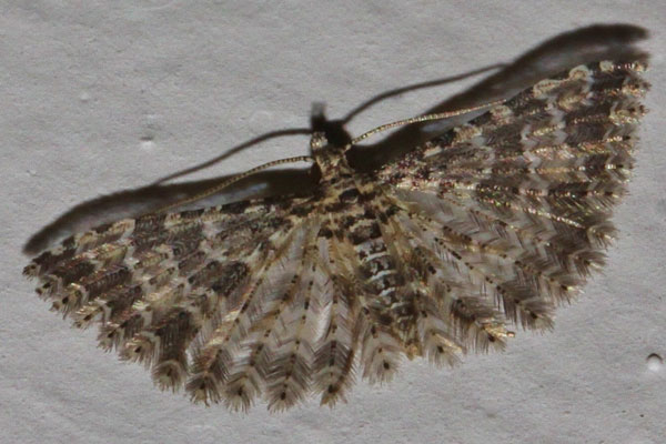 /filer/webapps/moths/media/images/S/spicifera_Alucita_A_Riddell.jpg