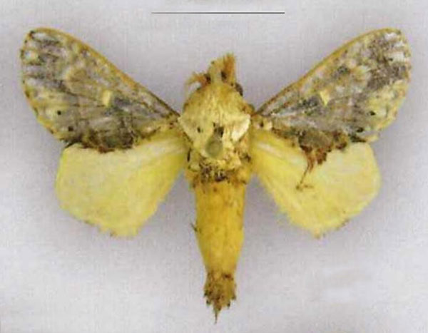 /filer/webapps/moths/media/images/S/spicola_Odontocheilopteryx_HT_SNHM.jpg