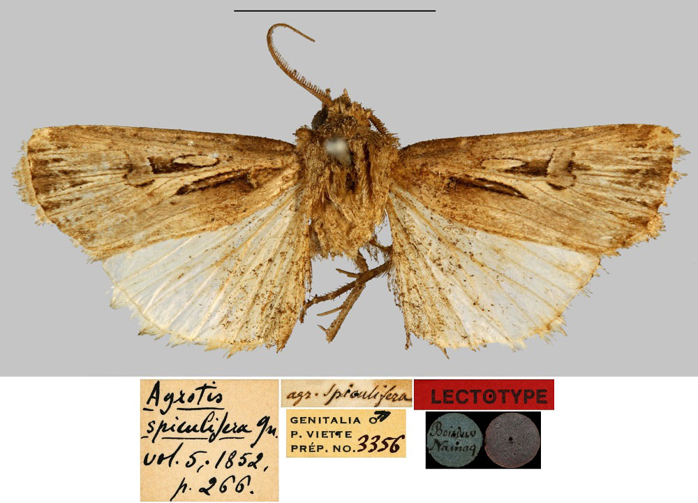 /filer/webapps/moths/media/images/S/spiculifera_Agrotis_LT_MNHN.jpg