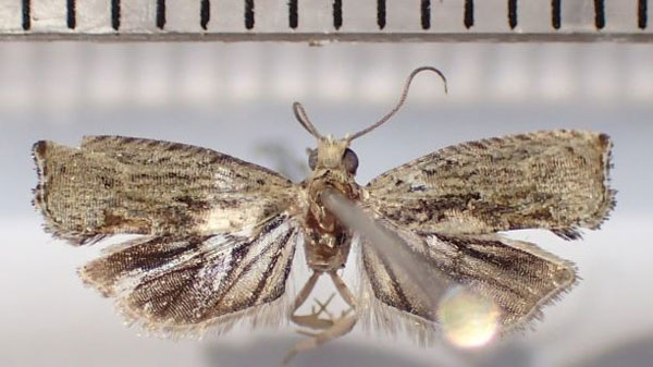 /filer/webapps/moths/media/images/S/spiculifera_Cosmetra_AM_Bippus.jpg