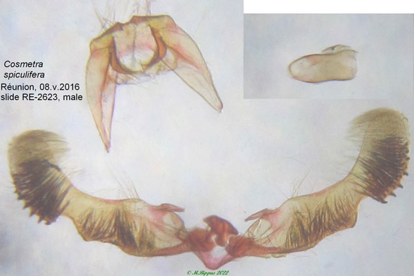 /filer/webapps/moths/media/images/S/spiculifera_Cosmetra_GM_Bippus.jpg