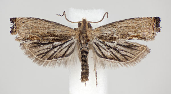 /filer/webapps/moths/media/images/S/spiculifera_Cosmetra_PT_NHMO.jpg