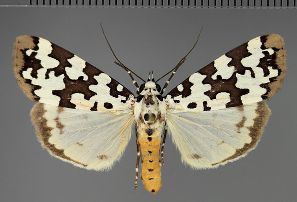 /filer/webapps/moths/media/images/S/spilosoma_Sommeria_AF_Fiebig.jpg