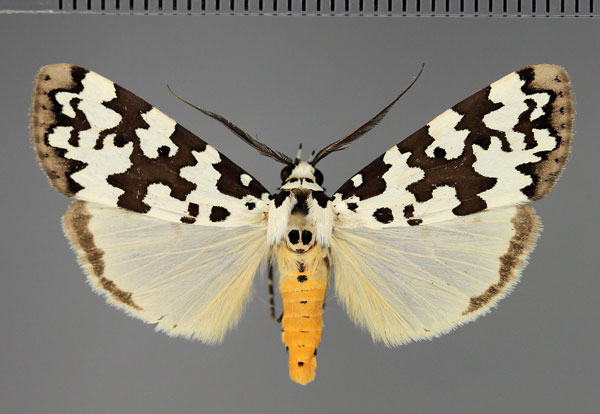 /filer/webapps/moths/media/images/S/spilosoma_Sommeria_AM_Fiebig.jpg