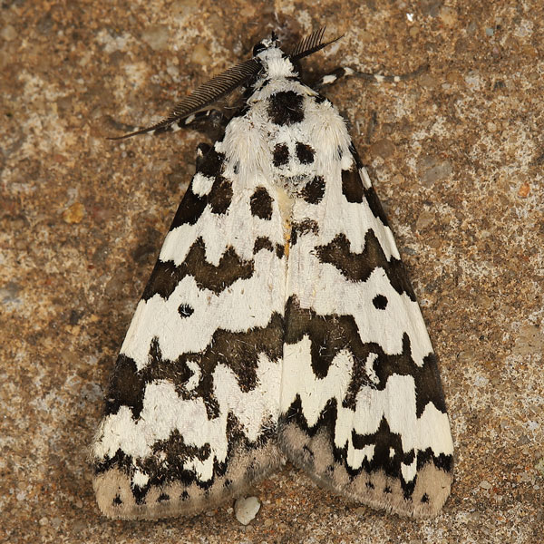 /filer/webapps/moths/media/images/S/spilosoma_Sommeria_AM_Heynsa.jpg