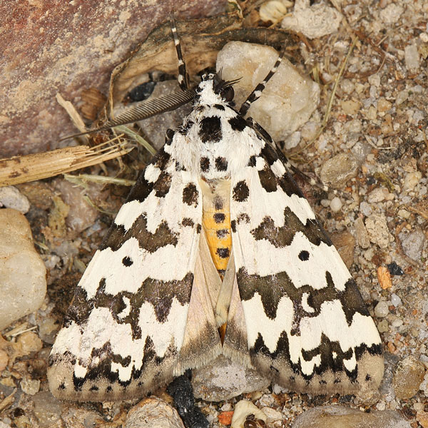 /filer/webapps/moths/media/images/S/spilosoma_Sommeria_AM_Heynsb.jpg