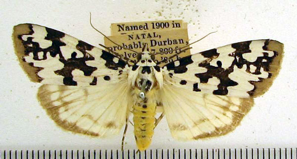 /filer/webapps/moths/media/images/S/spilosoma_Sommeria_A_HDOU_01.jpg