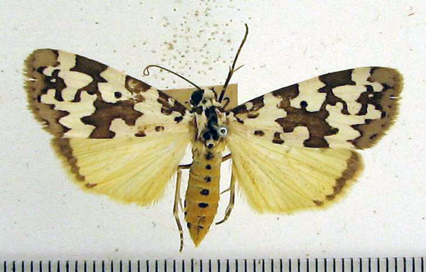 /filer/webapps/moths/media/images/S/spilosoma_Sommeria_A_HDOU_02.jpg