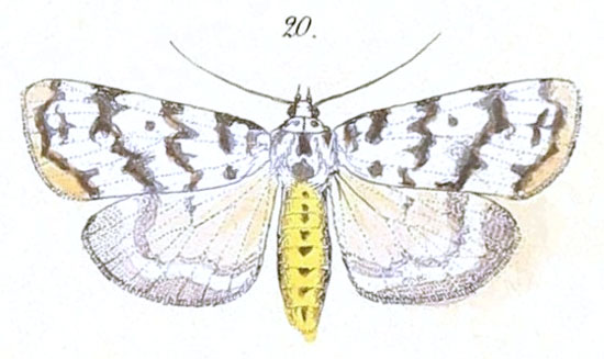 /filer/webapps/moths/media/images/S/spilosoma_Sommeria_Felder_106_20.jpg