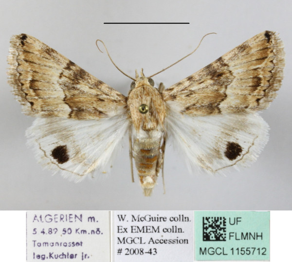 /filer/webapps/moths/media/images/S/spilota_Anumeta_A_MGCLa_02.JPG