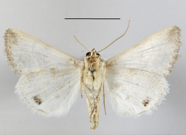 /filer/webapps/moths/media/images/S/spilota_Anumeta_A_MGCLb_01.JPG