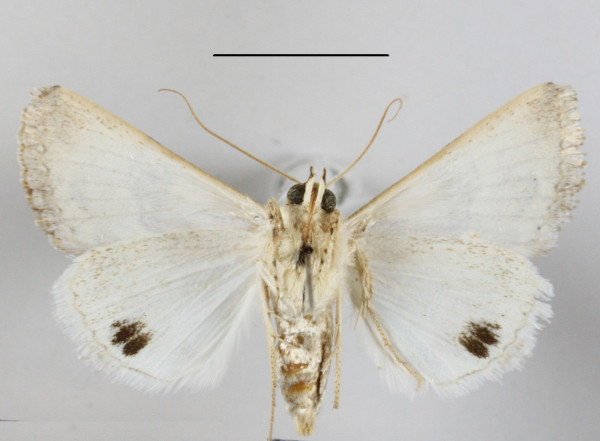 /filer/webapps/moths/media/images/S/spilota_Anumeta_A_MGCLb_02.JPG