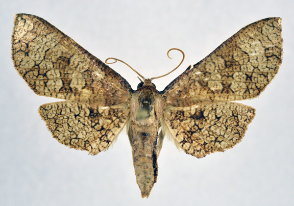 /filer/webapps/moths/media/images/S/spilotata_Opula_AF_NHMO.jpg