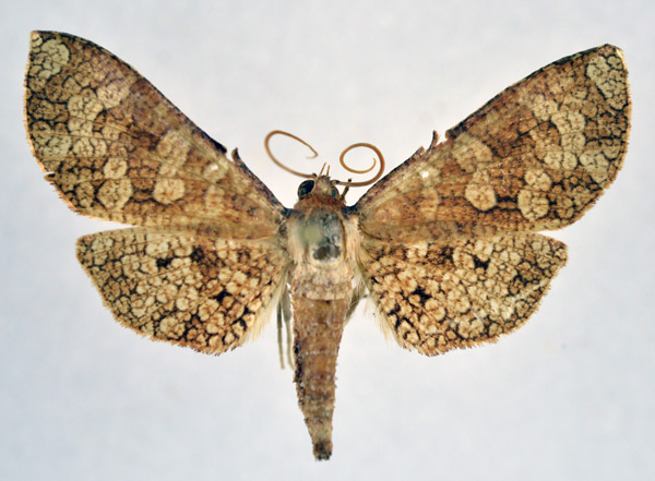 /filer/webapps/moths/media/images/S/spilotata_Opula_AM_NHMO.jpg