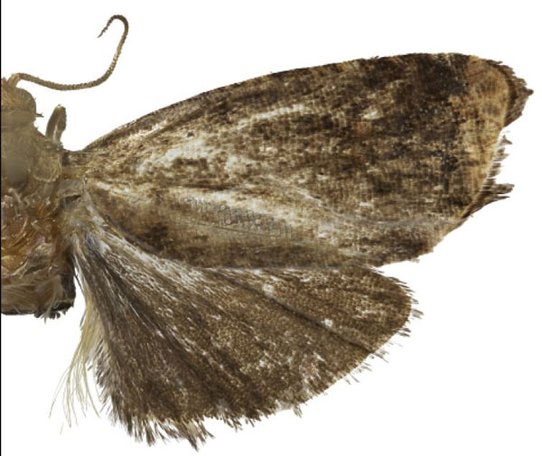 /filer/webapps/moths/media/images/S/spinai_Thaumatovalva_HT_Trematerraa.jpg