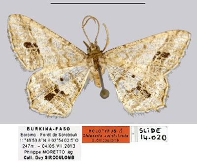 /filer/webapps/moths/media/images/S/spinicincta_Chiasmia_HT_MCL.jpg