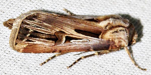 /filer/webapps/moths/media/images/S/spinifera_Agrotis_A_Braun_10.jpg
