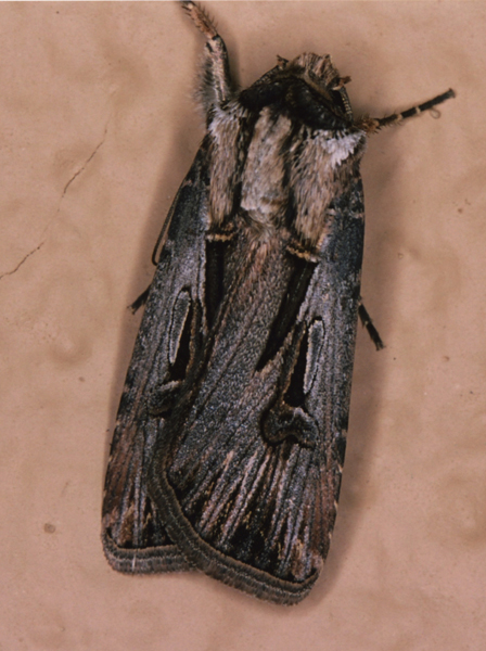 /filer/webapps/moths/media/images/S/spinifera_Agrotis_A_Roland_01.jpg