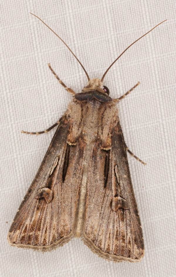 /filer/webapps/moths/media/images/S/spinifera_Agrotis_F_Heyns_02.jpg
