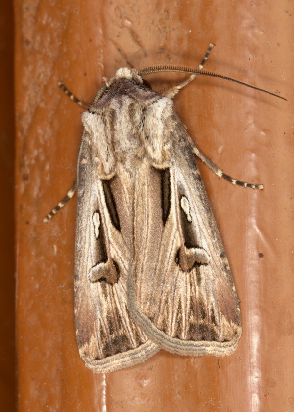 /filer/webapps/moths/media/images/S/spinifera_Agrotis_M_Heyns_01.jpg