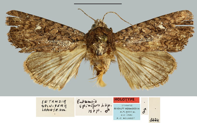 /filer/webapps/moths/media/images/S/spinifera_Eutamsia_HT_MNHN.jpg