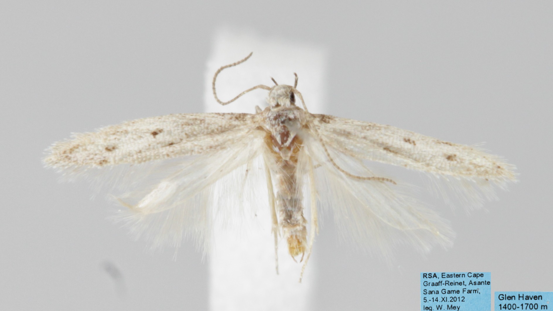 /filer/webapps/moths/media/images/S/spinosa_Bantuella_MHT_TMSA.jpg