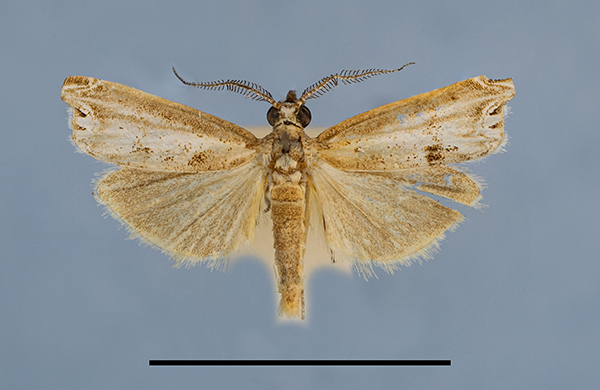 /filer/webapps/moths/media/images/S/spinosa_HT1a.jpg