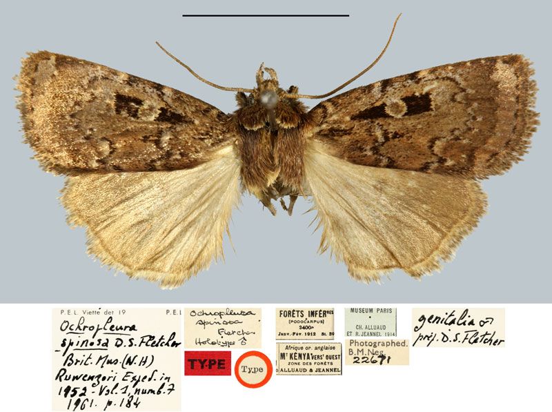 /filer/webapps/moths/media/images/S/spinosa_Ochropleura_HT_MNHNa.jpg