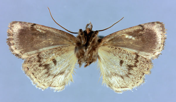 /filer/webapps/moths/media/images/S/spinosa_Ochropleura_HT_MNHNb.jpg