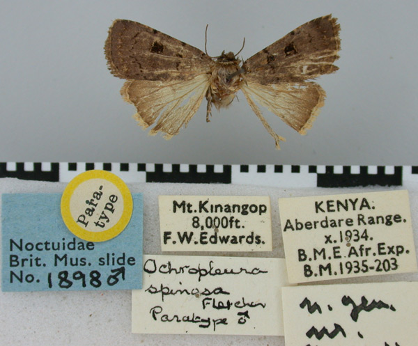 /filer/webapps/moths/media/images/S/spinosa_Ochropleura_PT_BMNH.jpg