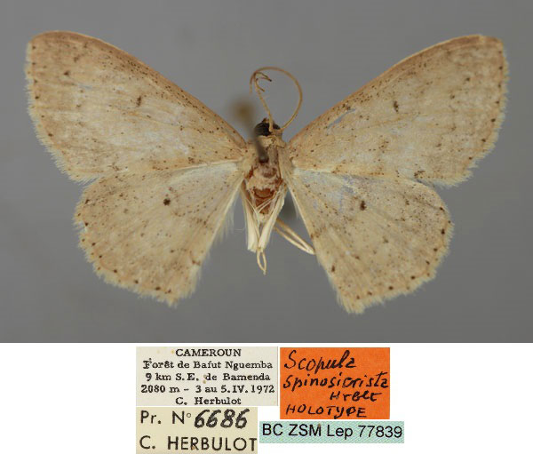 /filer/webapps/moths/media/images/S/spinosicrista_Scopula_HT_ZSM_01.jpg
