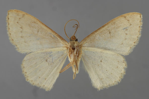 /filer/webapps/moths/media/images/S/spinosicrista_Scopula_HT_ZSM_02.jpg